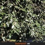 Snapshot 1 Filmato 4K Panasonic-FZ200