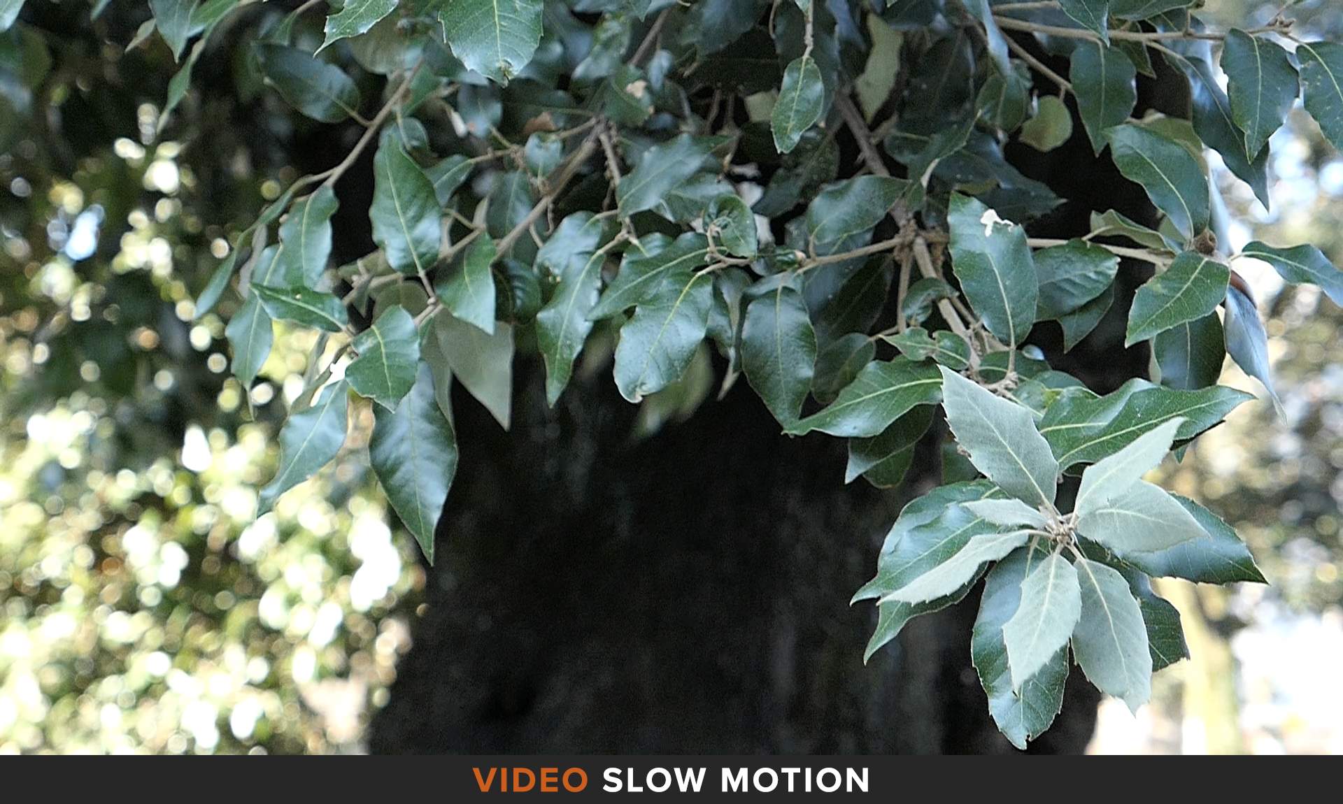 Video Slow Motion Panasonic LX15