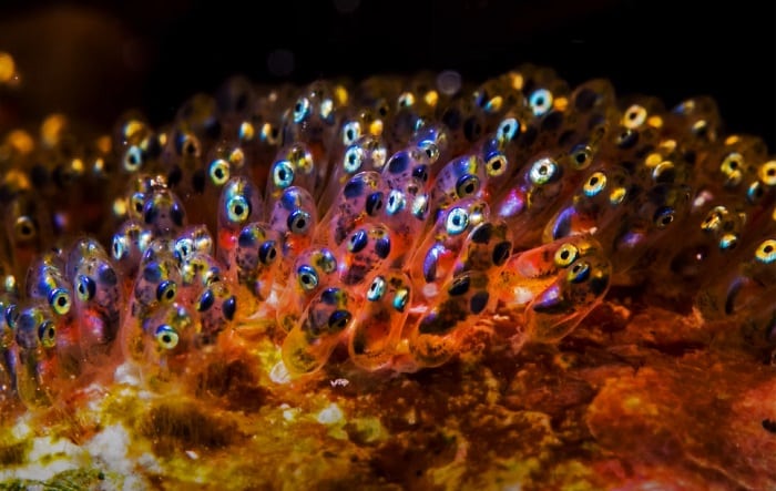 nudibranchi-macrofotografia