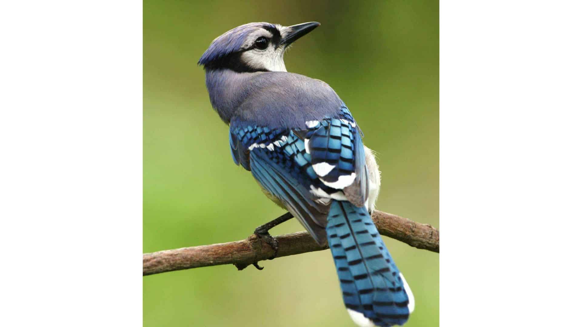 esempio fotografia naturalistica